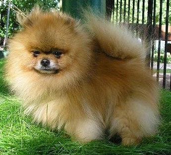 CHIKAI BEAUTIFUL DANCER | Pomeranian 