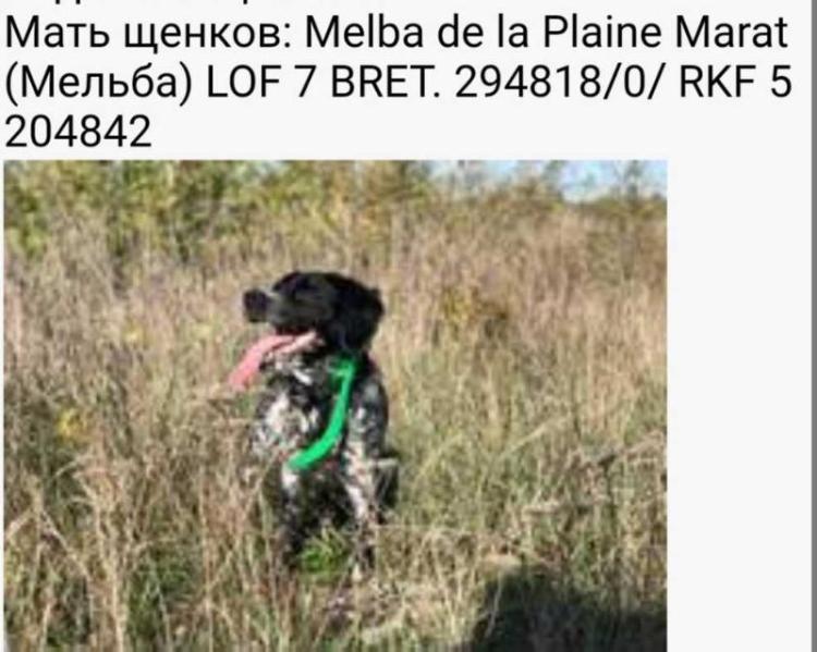 MELBA de la Plaine Marat | Brittany 