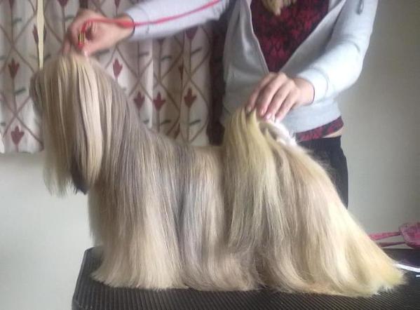 CHIC CHOIX CHIC IS IT | Lhasa Apso 