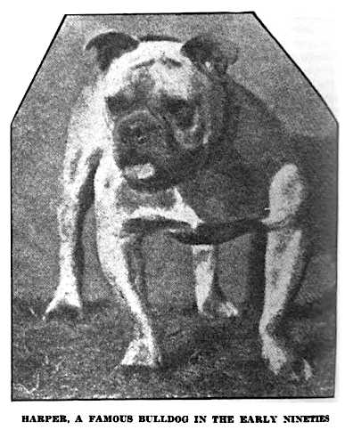 Harper (Early 1900s) [R.B. Sawyer's] | Bulldog 