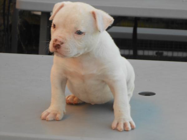 Tenderly of Ironhouse | American Bulldog 