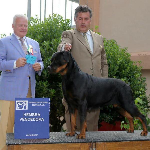 Zecna Mayorga | Rottweiler 