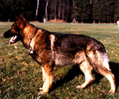 Cimbo vom Schindelteich | German Shepherd Dog 