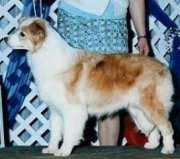 Shoreland's Sugar N' Spice | Border Collie 