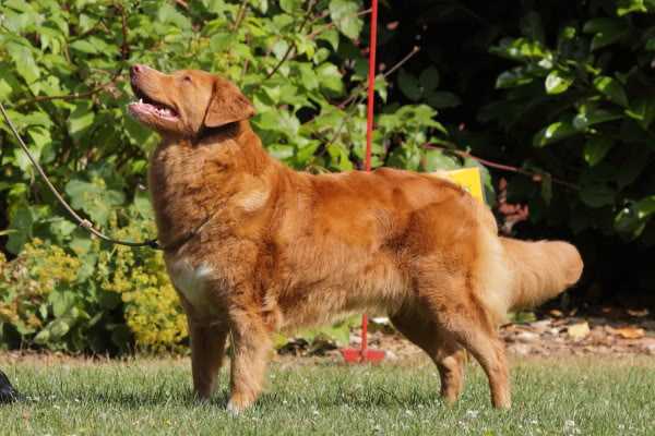 suncatcher´s Naugthy by Nature | Nova Scotia Duck Tolling Retriever 