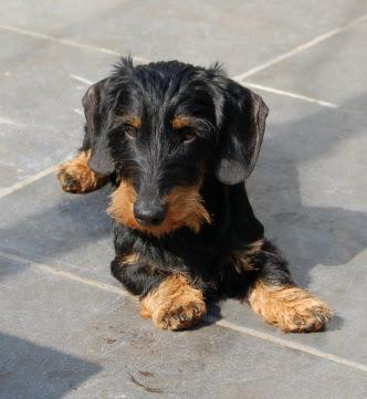 Sjors v.d. Molenbeemd | Dachshund 