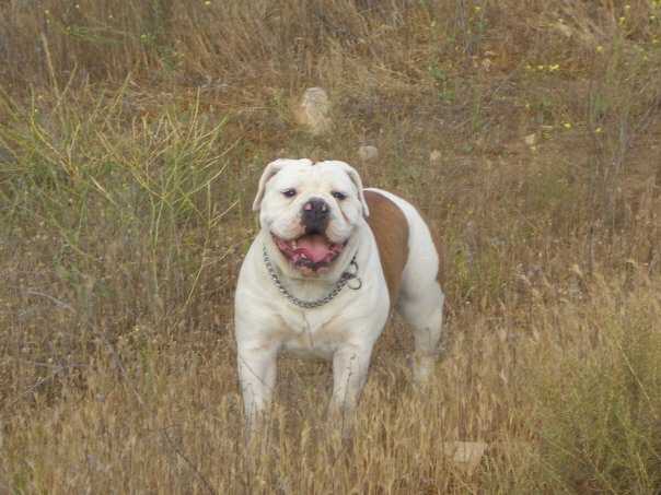 Joyful Acres Cherry Bomb | Olde English Bulldogge 