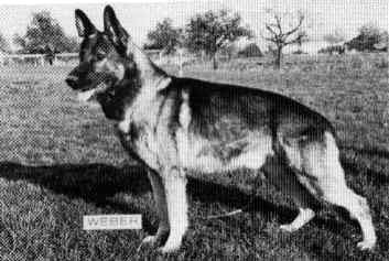 Boris vom Trogenbach (1973) | German Shepherd Dog 