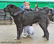 PTI PITER ADYKMAK | Central Asian Shepherd Dog 