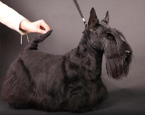 Berrybreeze Enlightning | Scottish Terrier 