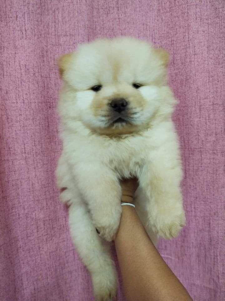 Nhoj light | Chow Chow 