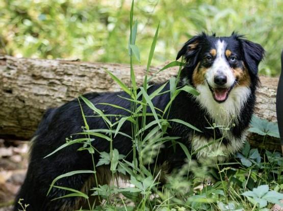 Maple Grove Farm's Tallie-Ho | English Shepherd 