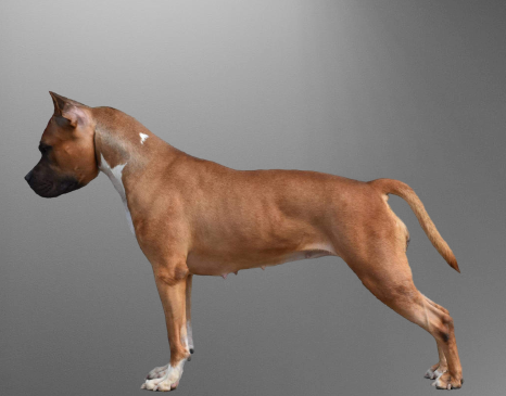Sweat Dream Of Maness No Limit love | American Staffordshire Terrier 