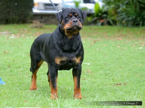 Furst von der alten festung | Rottweiler 