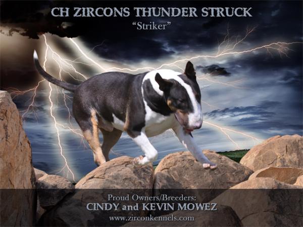 Zircons Thunder Struck | Bull Terrier 