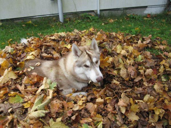 Andy's Joy Nanda | Siberian Husky 