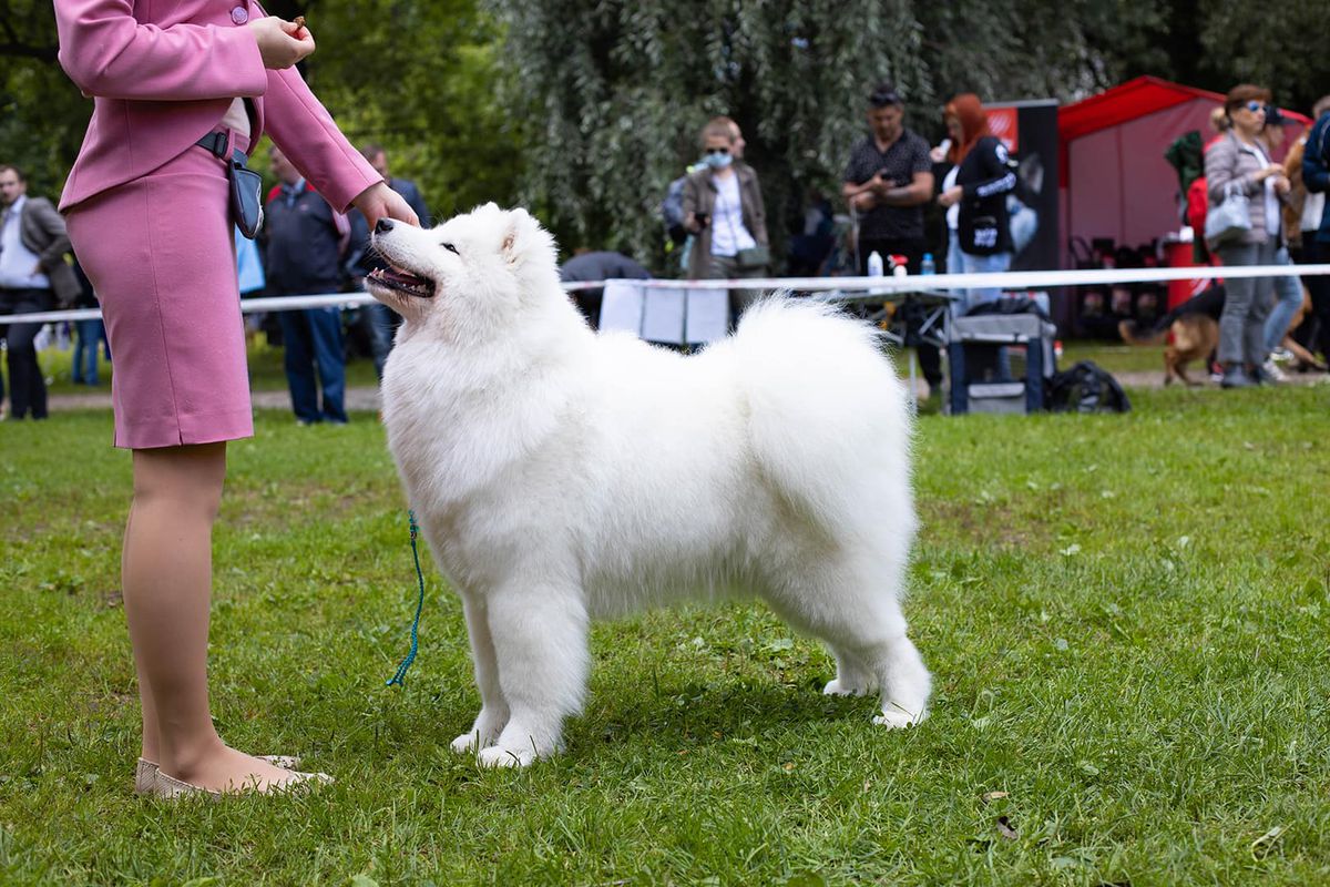 Radost Zhizni Chereshnya | Samoyed 