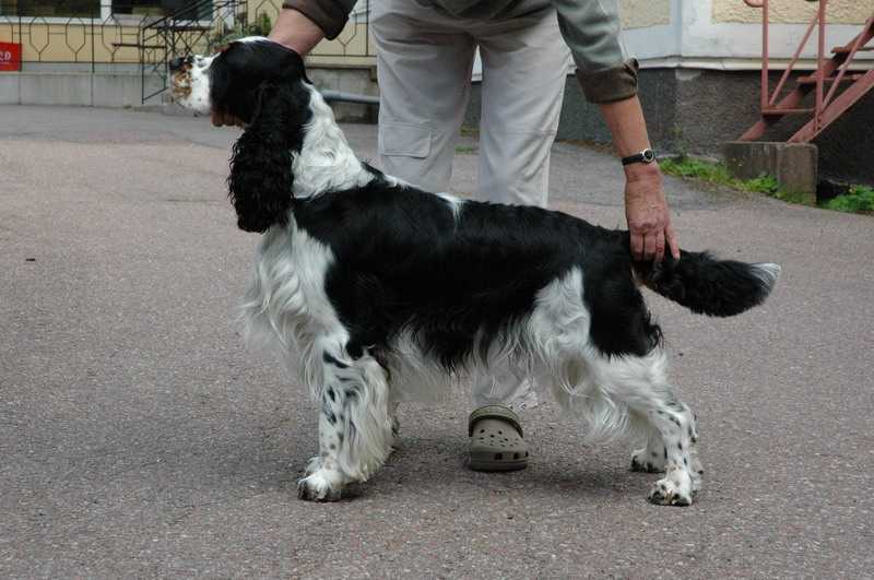 Barecho Almost Perfect | English Springer Spaniel 