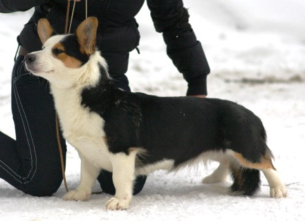 Ingermanlandija Anfisa | Cardigan Welsh Corgi 