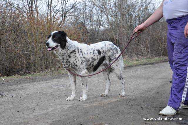 Zuygen Zhar | Central Asian Shepherd Dog 