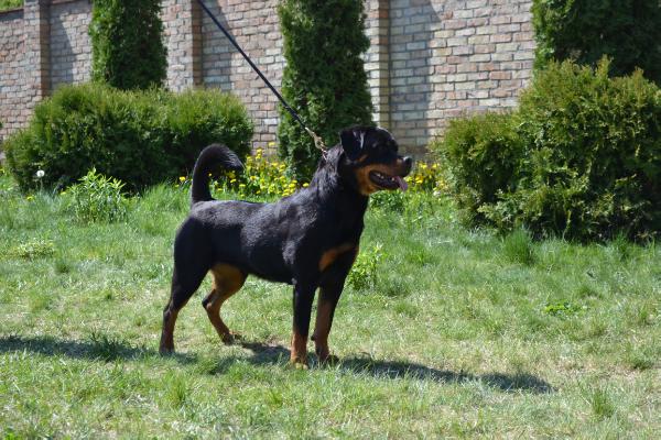 Zlata from house rotvis | Rottweiler 