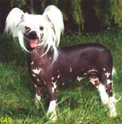 Tuyu Diamond N' Fire - Dom | Chinese Crested 