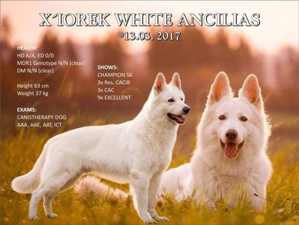 X'IOREK WHITE ANCILIAS | White Swiss Shepherd Dog 