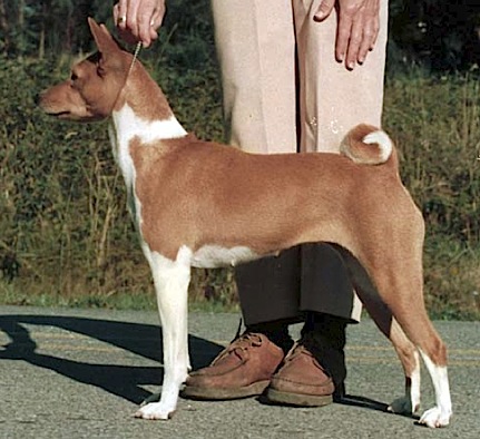 Akuaba's Sunsprite | Basenji 