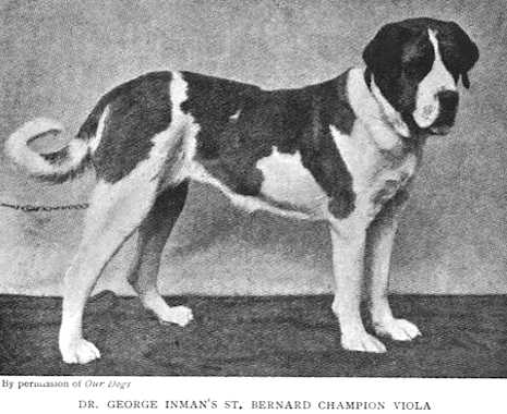 Viola (Dr. George Inman's) | Saint Bernard 