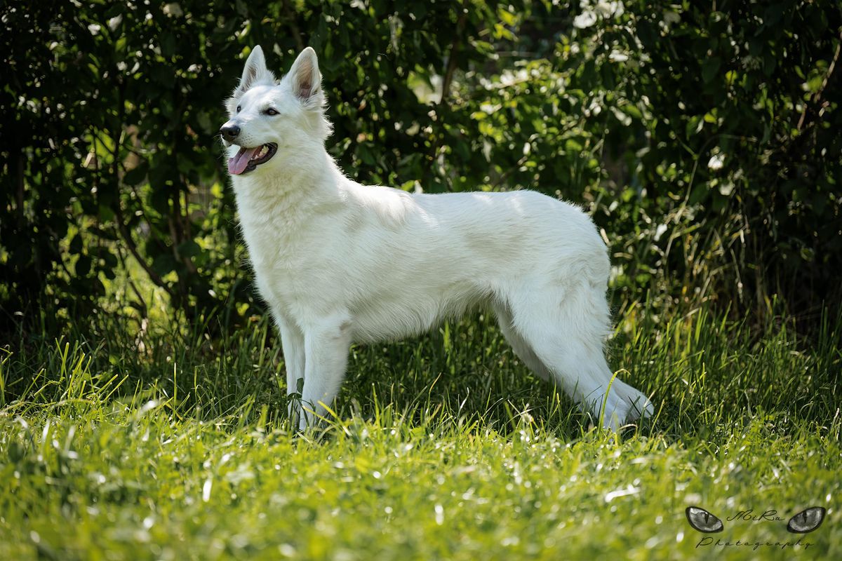 Anushka of Beautyful Whites | White Swiss Shepherd Dog 