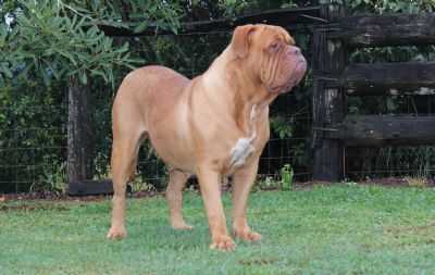 Ien Van't Bulscampvelt | Dogue de Bordeaux 