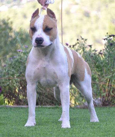 Nurika's Shoo Bee Doo | American Staffordshire Terrier 