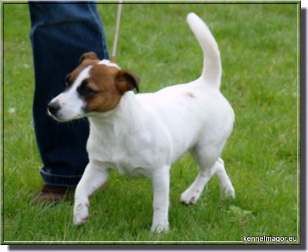 INES  Fioletowa Magia | Jack Russell Terrier 