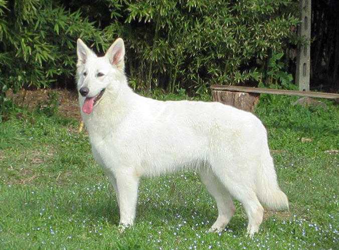 BIKILA Youky's Gift | White Swiss Shepherd Dog 