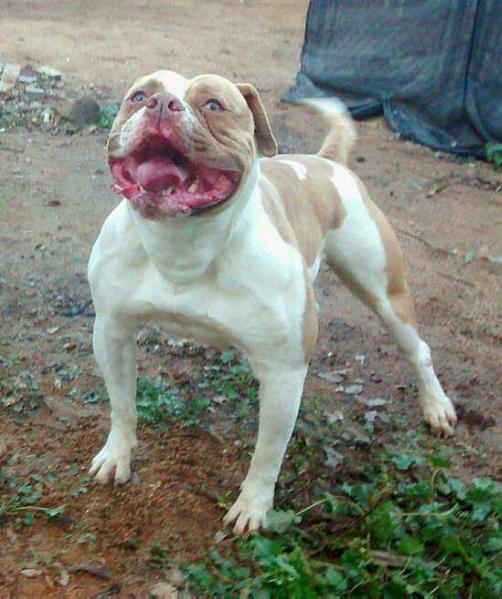 Hardheads Peaches | American Bulldog 