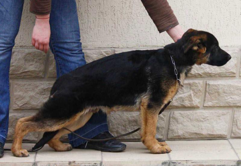 Brondo Emsi-Haus | German Shepherd Dog 