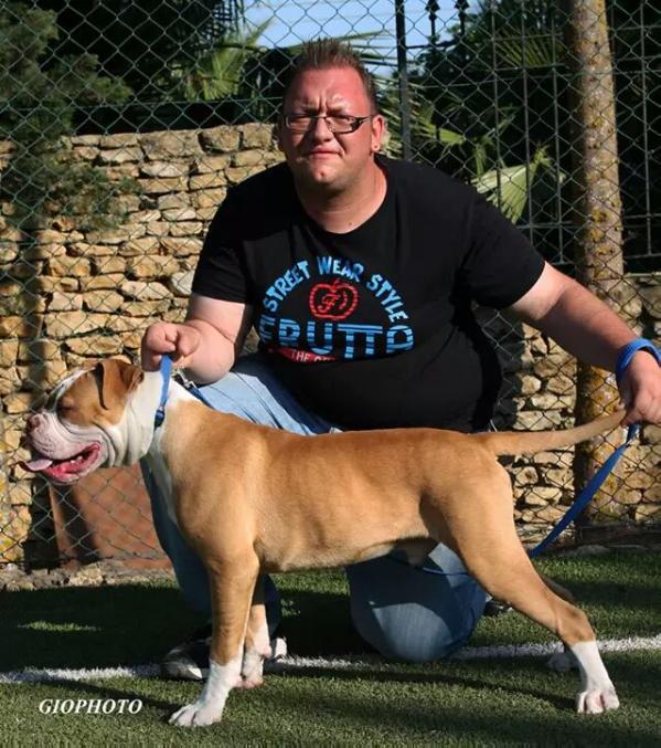 Goodfellas Aron | American Bulldog 