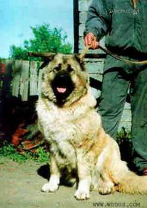 ASTKHIK IZ SVETLOGO DOMA | Caucasian Mountain Dog 