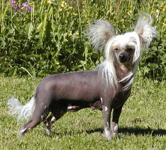 Maldinis Sancy Sapphire | Chinese Crested 