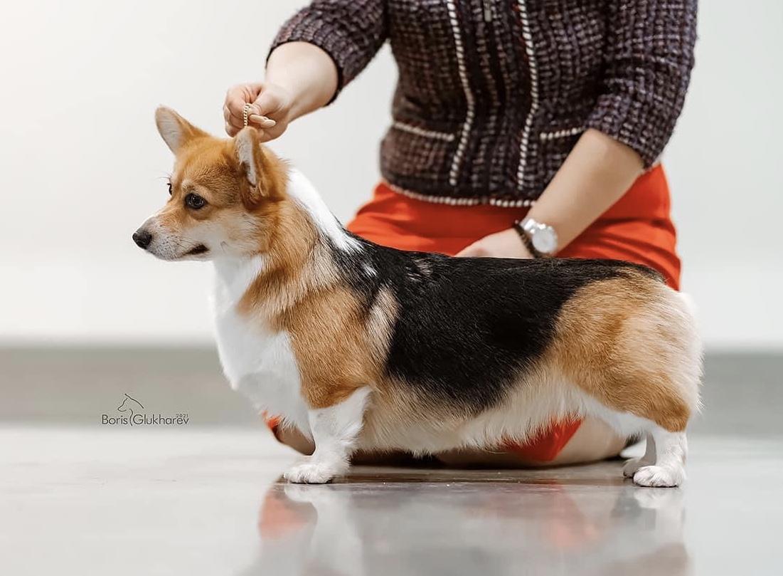 Maskori Jasmine Flower | Pembroke Welsh Corgi 