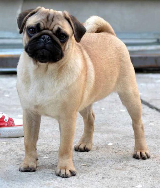 An Duma's | Pug 