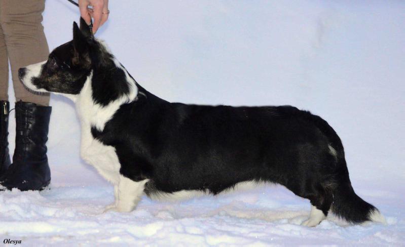 Favorite Siberia Dolgojdannaya Radost | Cardigan Welsh Corgi 