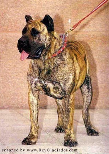 Belmaco de Garehagua | Perro de Presa Canario 
