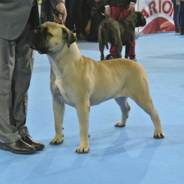 Purple Hazienda High Chapperal | Bullmastiff 