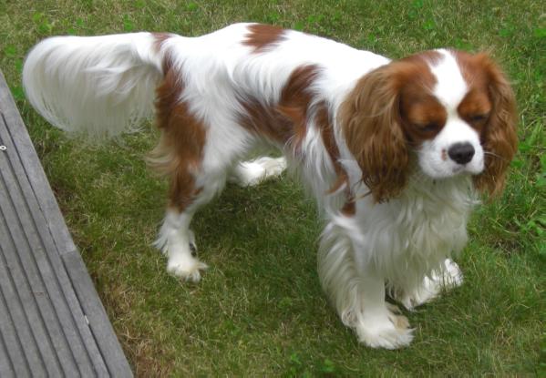 Samson iz Trebnjega | Cavalier King Charles Spaniel 