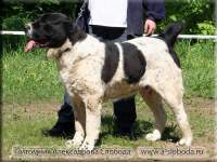 P-Batyrhan Iz Aleksandrovoi Slobody | Central Asian Shepherd Dog 