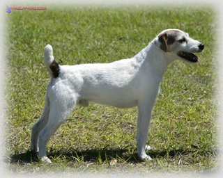 Foxnorton Whinger | Jack Russell Terrier 