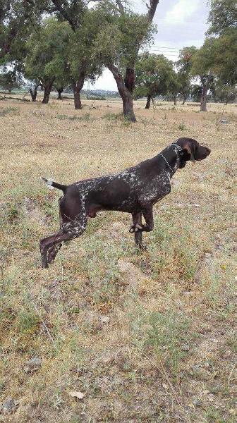 Índio de Saboya | German Shorthaired Pointer 