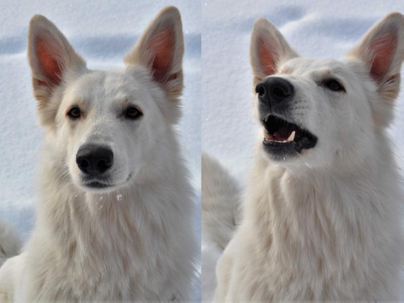 Rumba Vejuonos Serksnas | White Swiss Shepherd Dog 