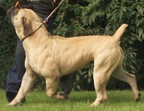 Middelpos Boel | African Boerboel 